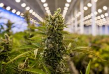 Benefits of purchasing cannabis products from a licensed dispensary